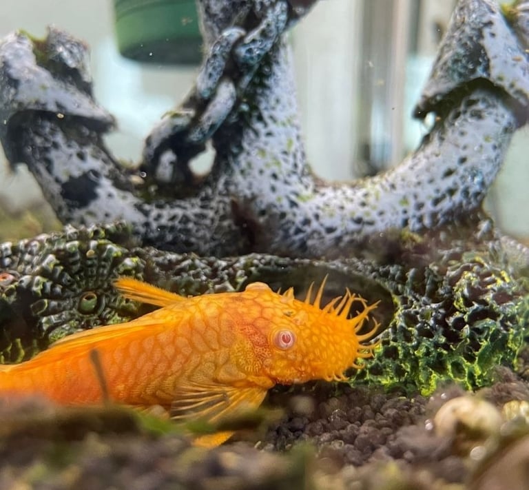 Designer orange bristlenose pleco bred for aquatic health and high color