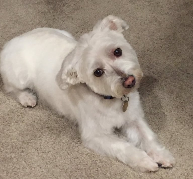 Cute white dog with head tilted