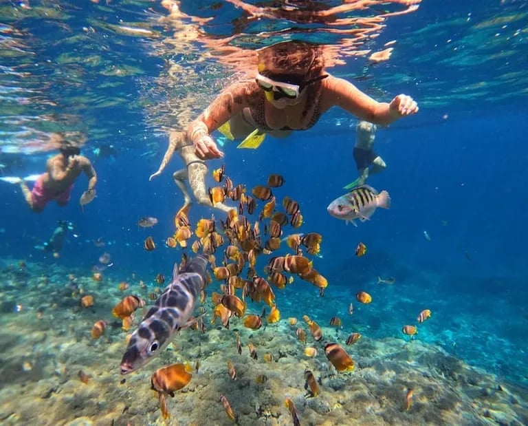 A group of snorkelers swimming in clear blue tropical water surrounded by a school of colorful reef fish.