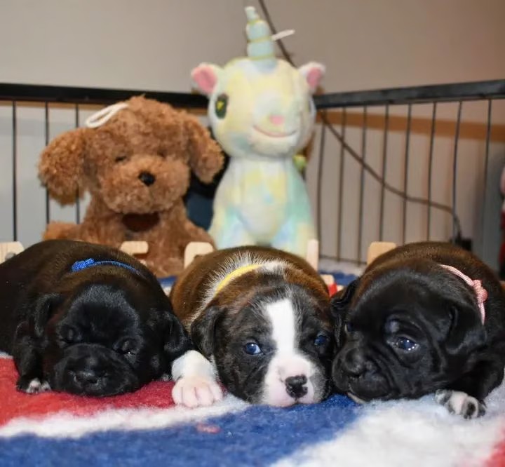 Cuccioli Staffy neri e tigrati con bianco nella culla. Selezione salute Grecalestaffs ENCI.
