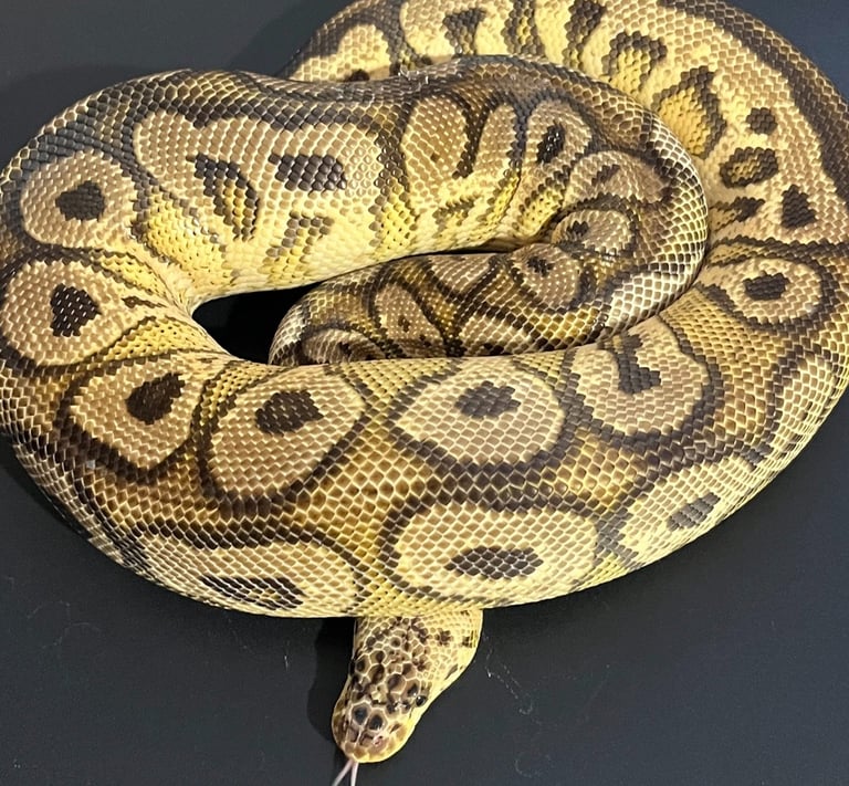 Ball Pythons
