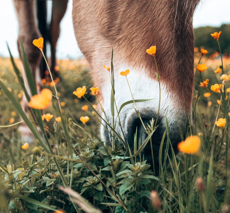 A nose of a brown horse amongst little yellow flowers