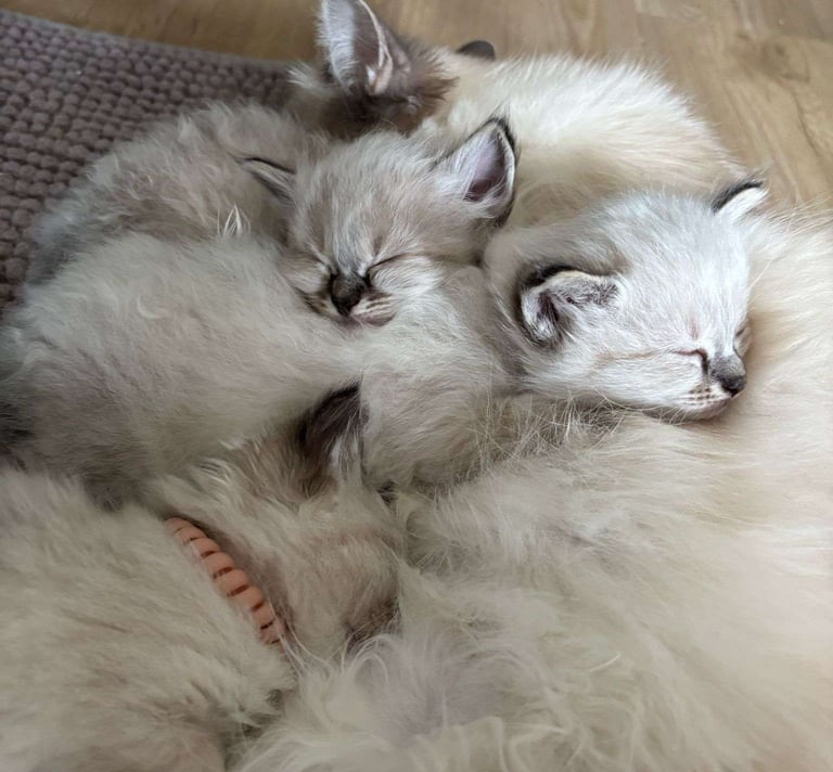 Chatons - Sacré de Birmanie