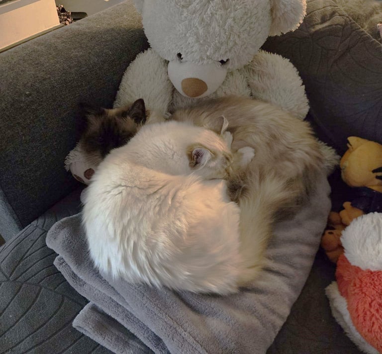 Sora - Yuki - Sacré de Birmanie