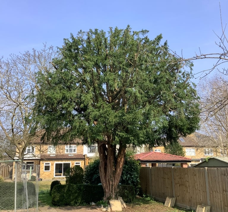 after picture of a yew tree having its crown reduced