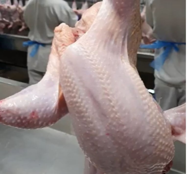 post mortem de suínos