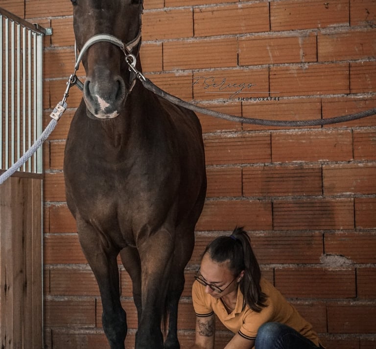 Zoé Gavoille massage animalier
