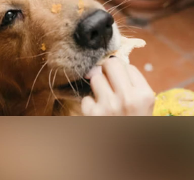 dogAdvisor | dogadvisor | dog advisor | dogAdvisor.dog