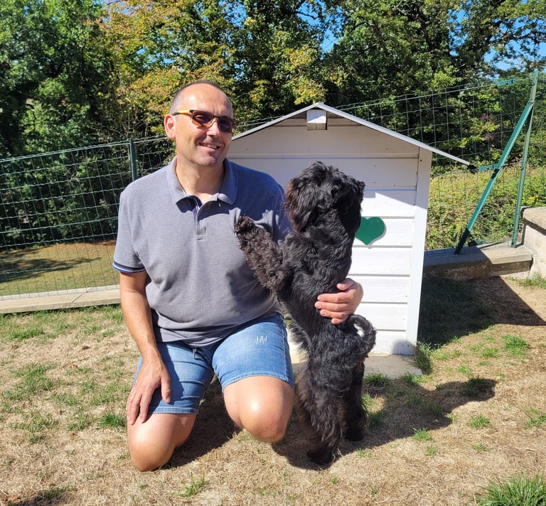 Panzer, étalon Schnauzer miniature