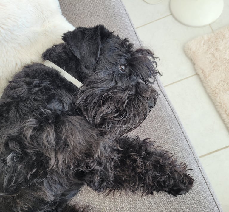 Vintus, étalon élevage des Diamants Noirs d'Also