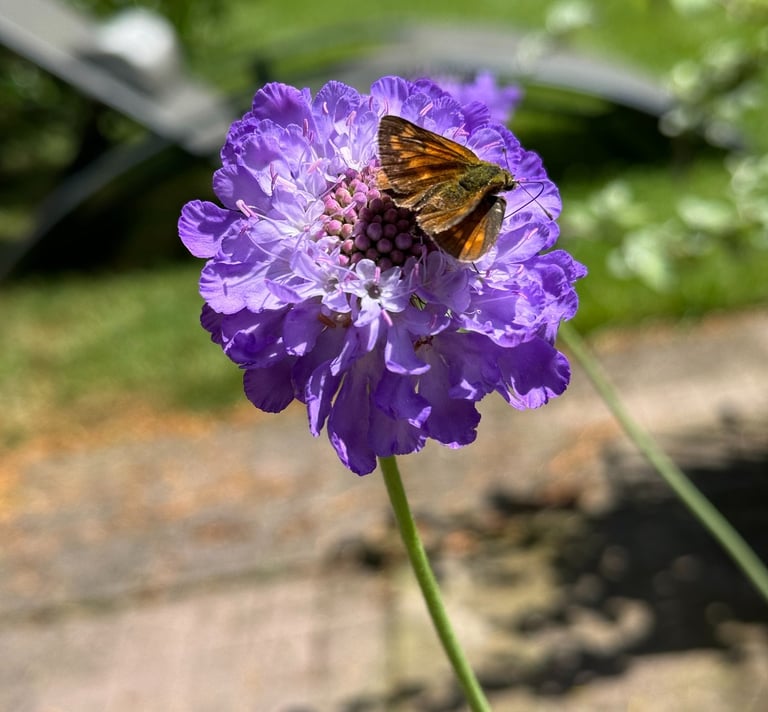 Insectvriendelijke plant in een tuin met een vlinder 