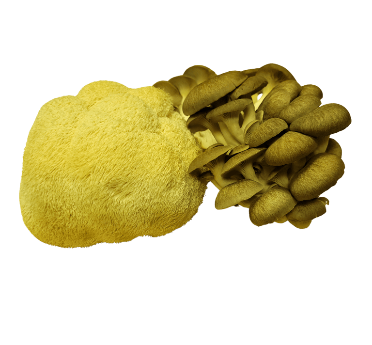 lions mane morel tulsa mushroom farm near me fresh mushrooms