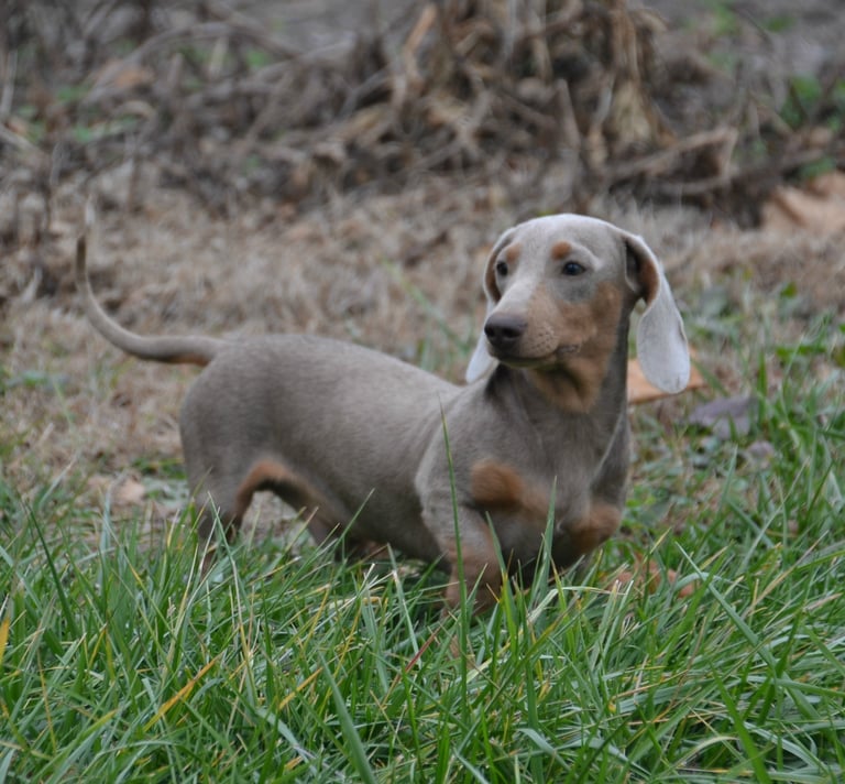 dachsund from shady acres kennel
