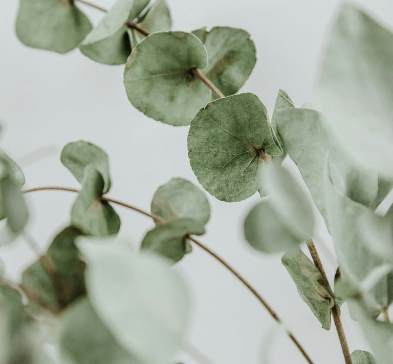 natural plant with grey background