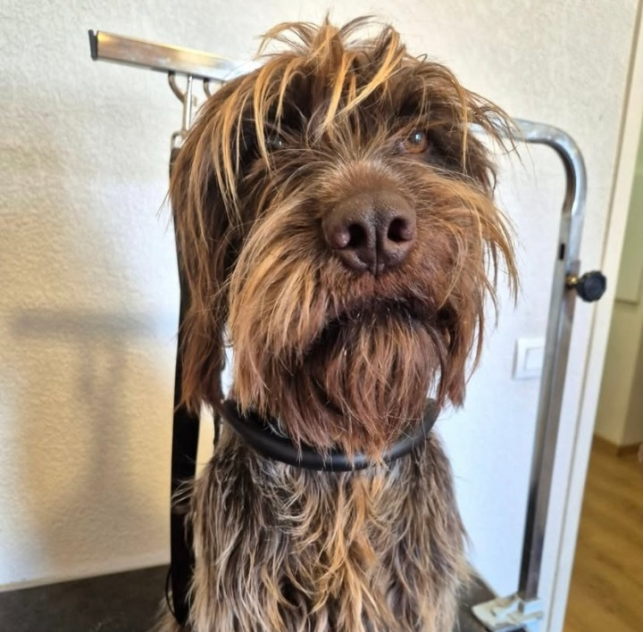 toiletteur chien