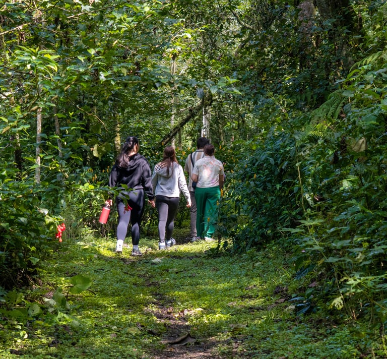 bosque de niebla en coatepec ruta de la orquidea