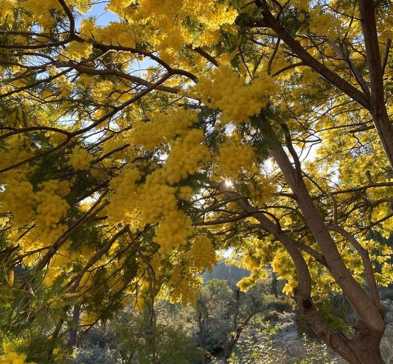 Eine Mimose in voller gelber Blüte angestrahlt von Sonne, die für Widerstandskraft steht.