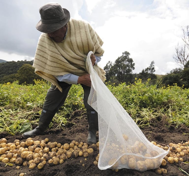 Campesino recolectando su cosecha