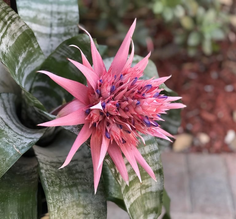 photo: a bright pink spiky flower emerging from a green snake plant