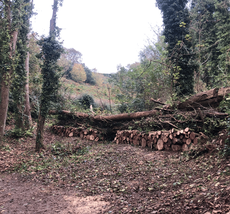Land Culture_conservation forestry