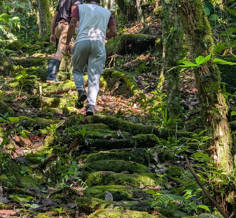 humid forest, giant trees, and tropical vegetation while gradually climbing deeper into the mountains.