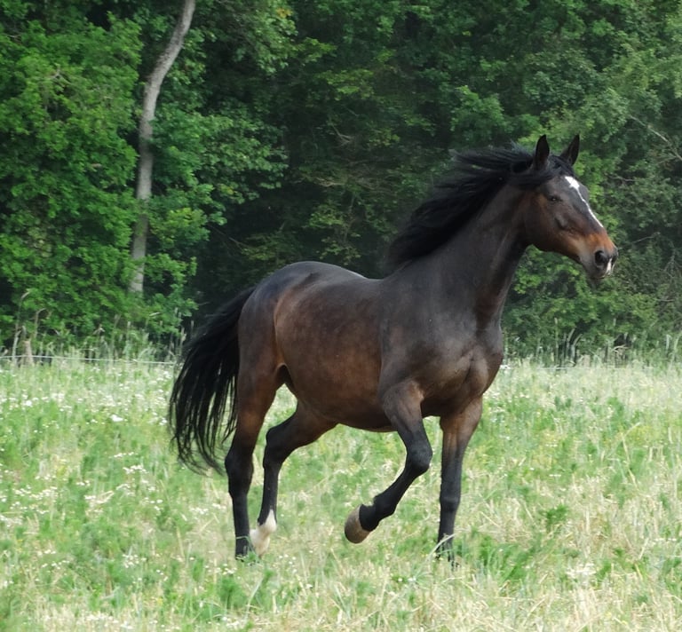Beau cheval marron d'équithérapie au galop dans la nature