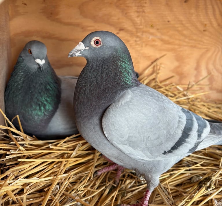 two blue bar pigeons sitting in hay 