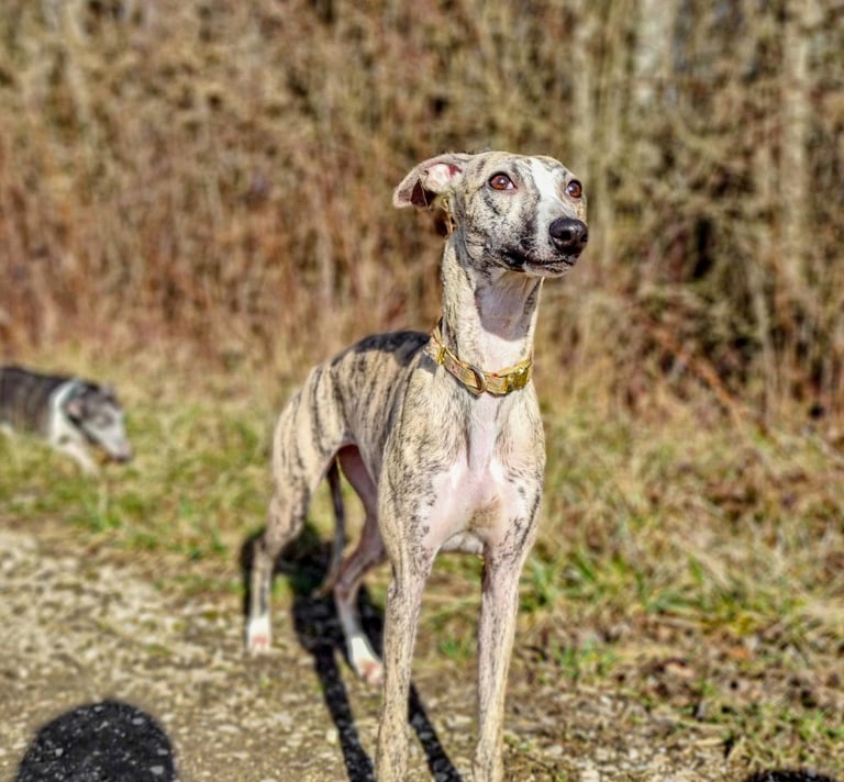 lévrier whippet à l'élevage Des Rives De Riss