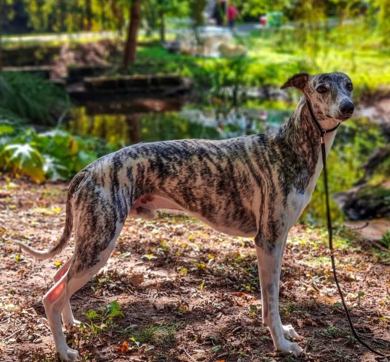 Lévrier whippet en exosition canine
