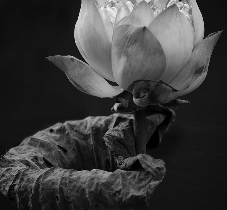 Holistic health coaching, menopause coaching, healthy ageing coaching