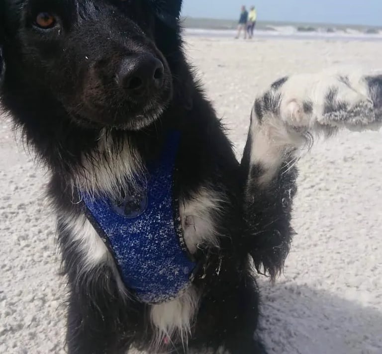 a dog sitting on a sandy beach with a blue bandanna 