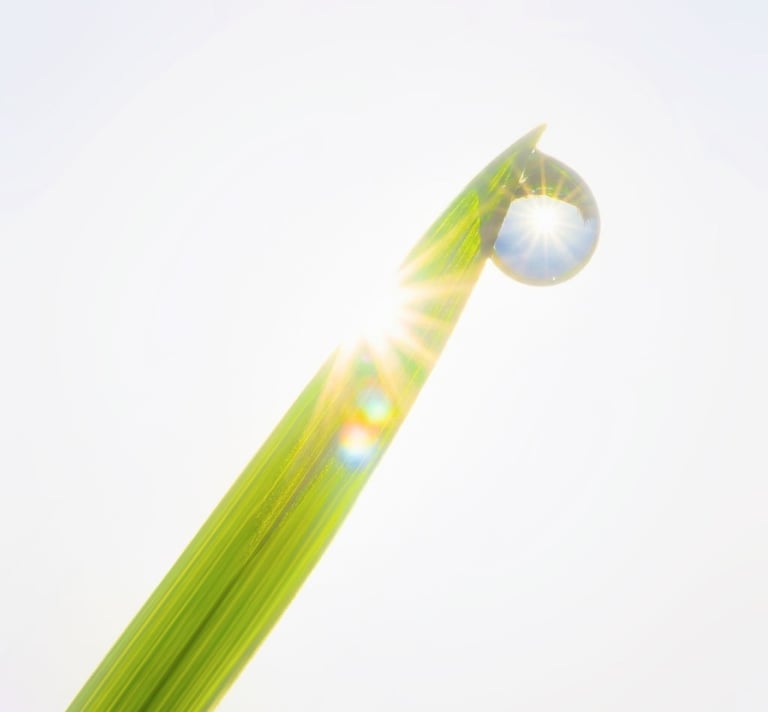 A single morning dew drop hanging from a green grass blade with bright sun flare reflection.