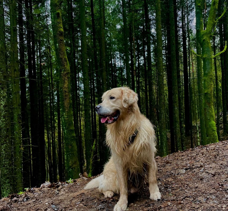 Our beautiful Ziggy that loved the forest and long walks