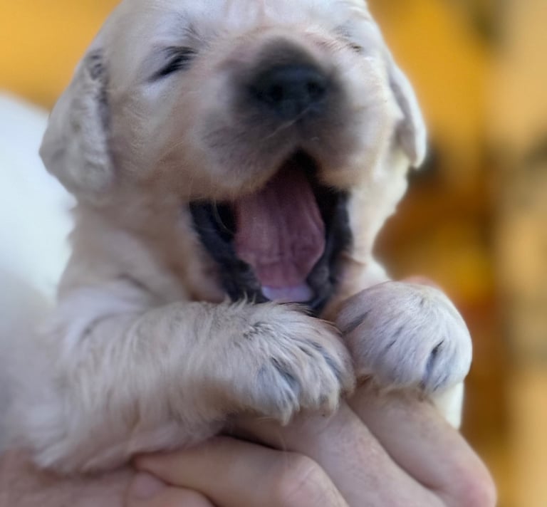 Time for Blue Puppy to wake up for worming treatment, weighing and some playing