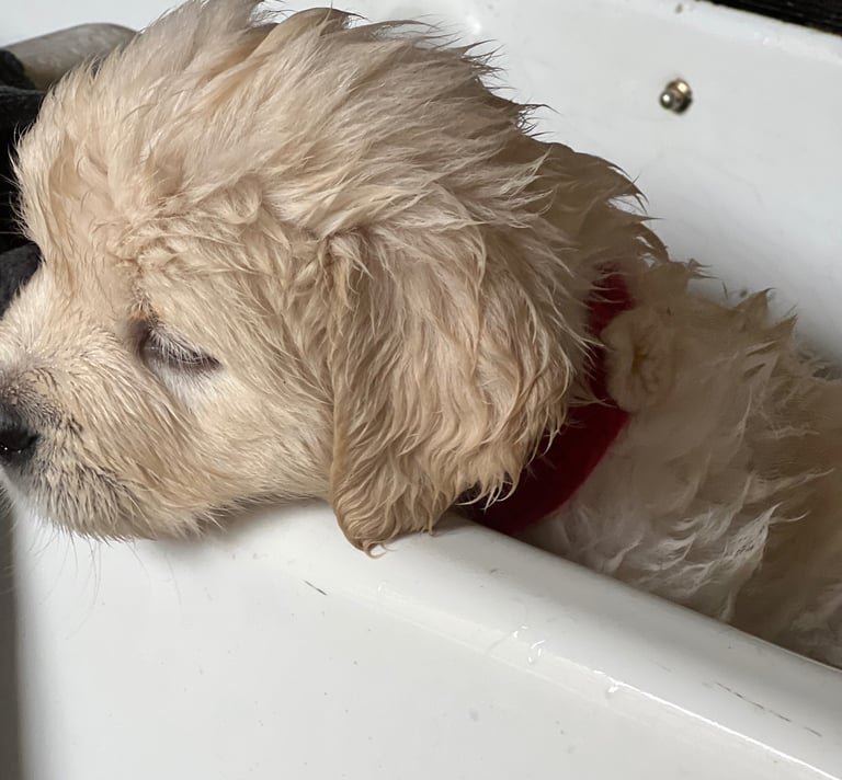 Sometimes an emergency bath is nessesary