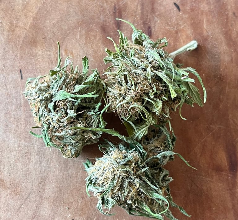 vente de fleurs de chanvre produire en bretagne sur le cap sizun en bio