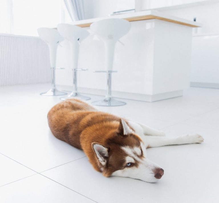 a dog laying on the floor in a white room