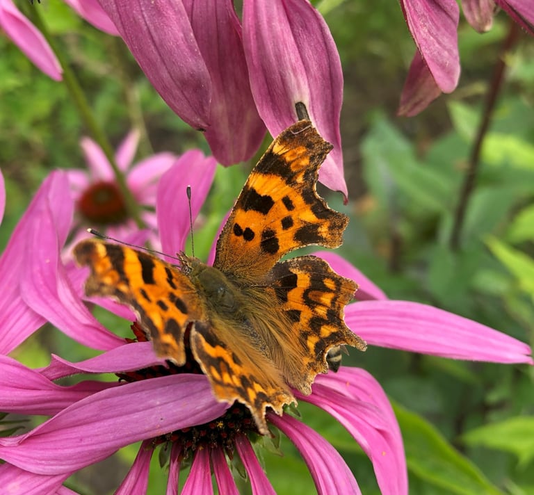 A butterfly on a flower in a naturalistic planting design