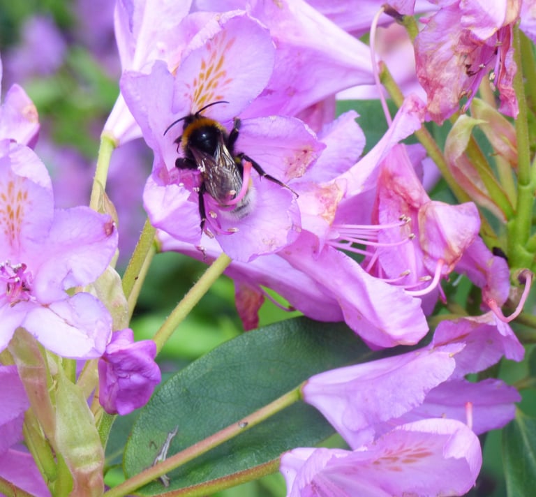 A bee upon a a flower in a naturlasitic planting design