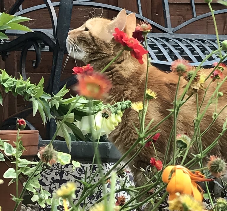 Cat walking through naturalistic planting