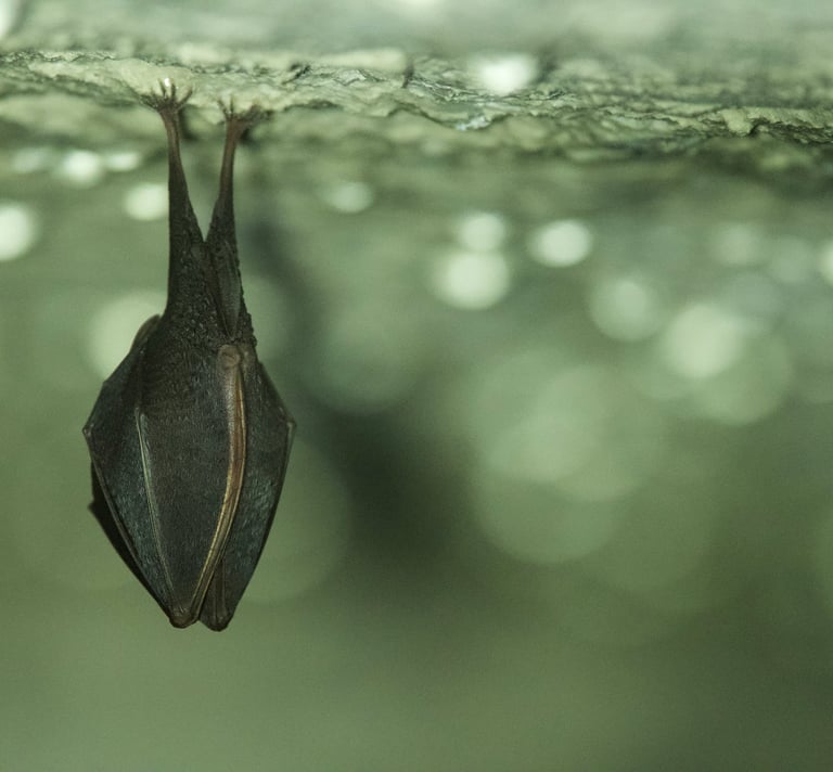 Petit rhinolophe - Lisa Leprêtre ©
