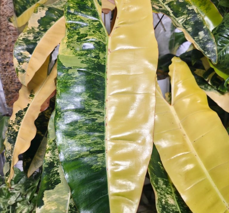 Variegated philodendron billietiae
