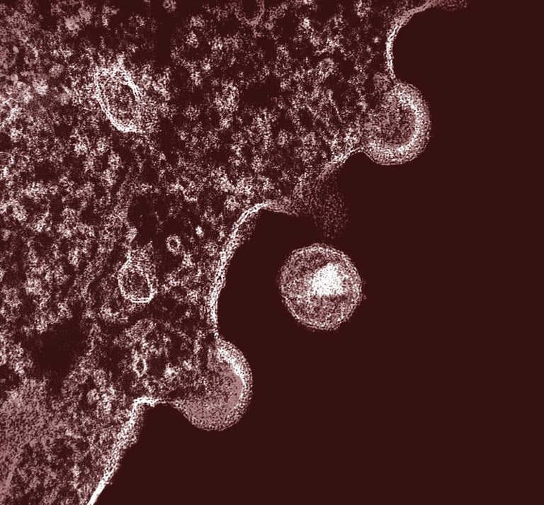 Image credit: National Institute of Allergy and Infectious Diseases from Unsplash