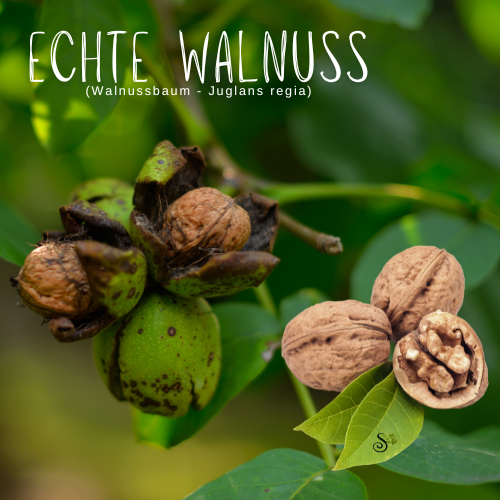 Echte Walnuss - Walnussbaum in der Baumheilkunde