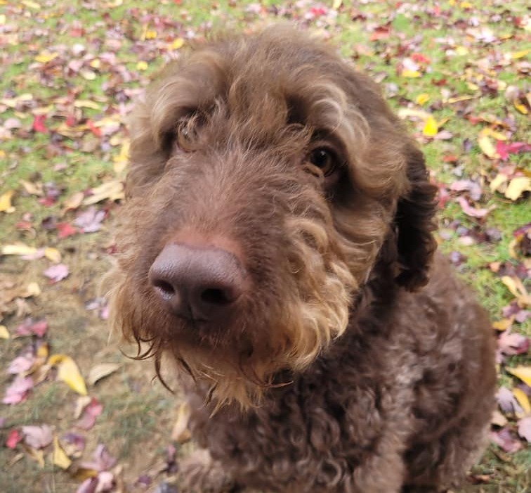 Dog walking in Lynnwood with professional pet sitters, offering trusted care for your pets