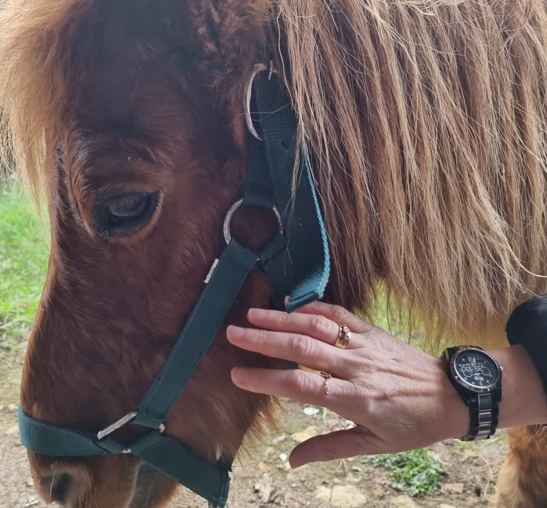 magnetisme animaux caen