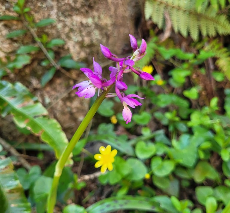 orchidée sauvage Féminin Sacré