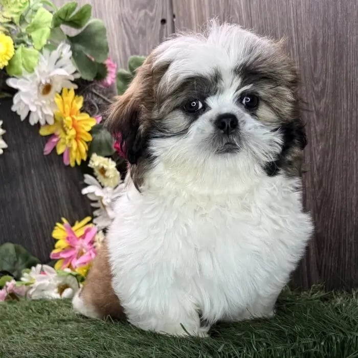 Shih Tzu adoption