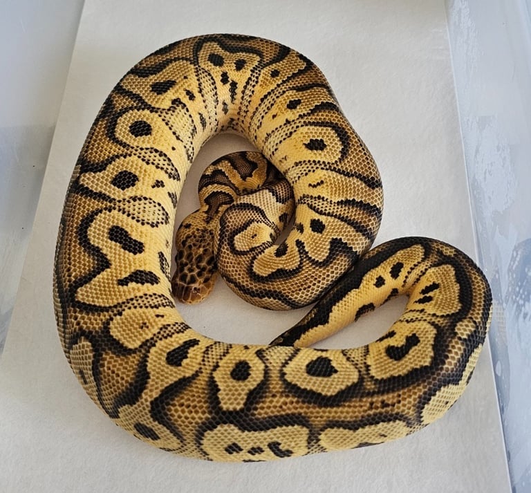 Ball Pythons