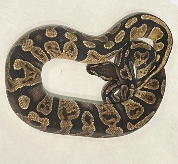 Ball Python Love